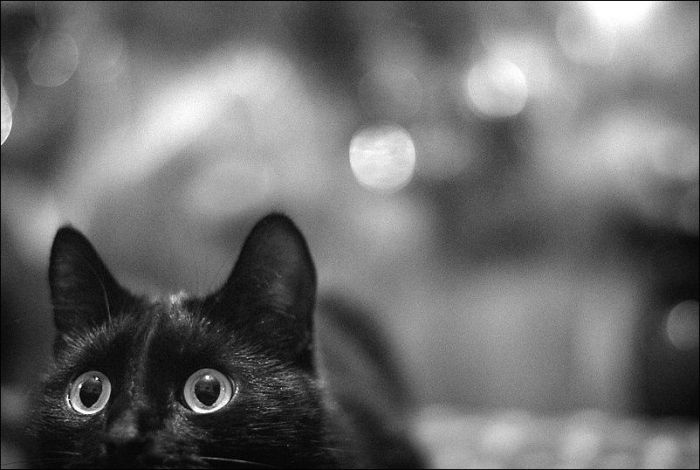 100 Cat Photos (135 pics)