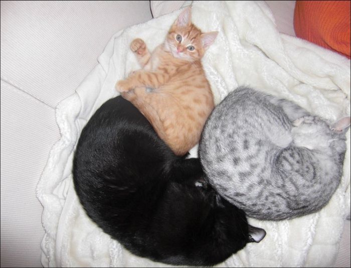 100 Cat Photos (135 pics)