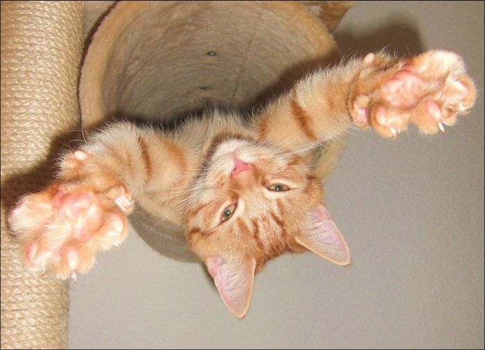 100 Cat Photos (135 pics)