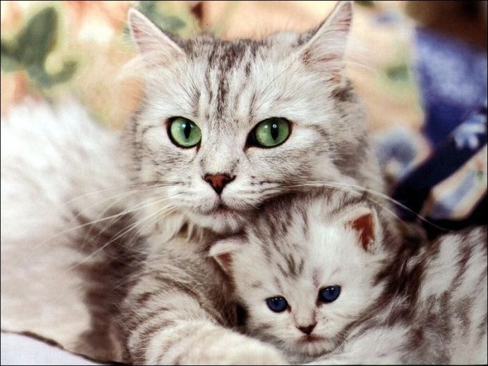 100 Cat Photos (135 pics)