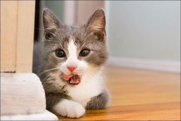 100 Cat Photos (135 pics)