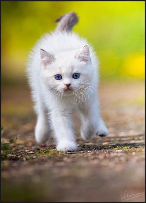 100 Cat Photos (135 pics)