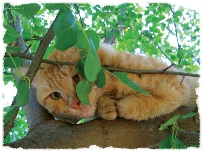 100 Cat Photos (135 pics)