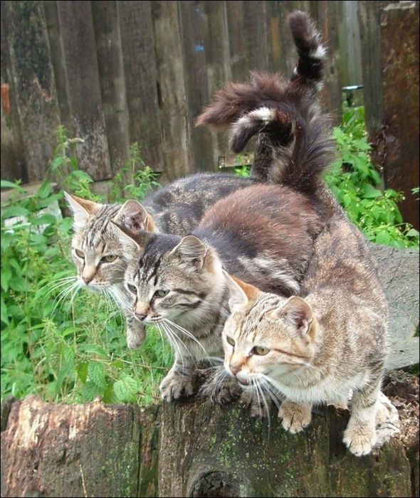 100 Cat Photos (135 pics)