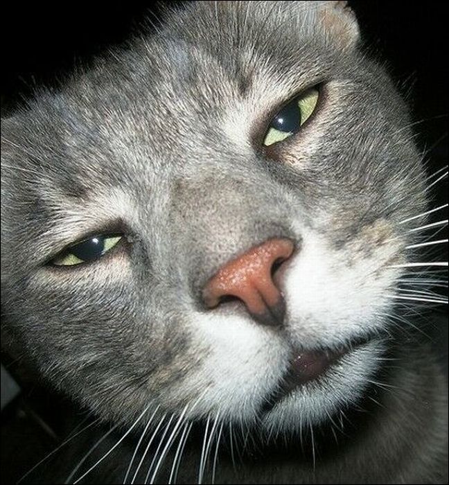 100 Cat Photos (135 pics)