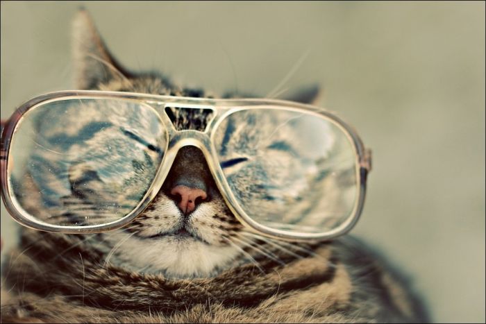 100 Cat Photos (135 pics)