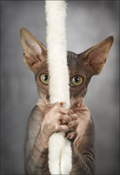 100 Cat Photos (135 pics)