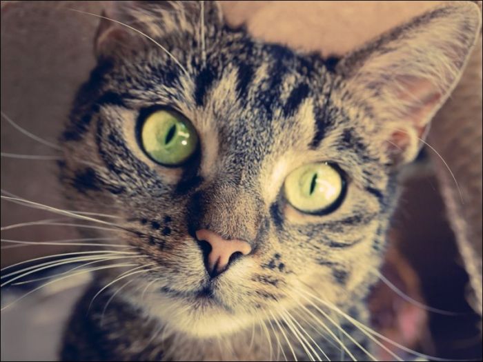 100 Cat Photos (135 pics)