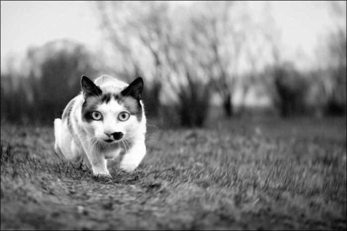 100 Cat Photos (135 pics)