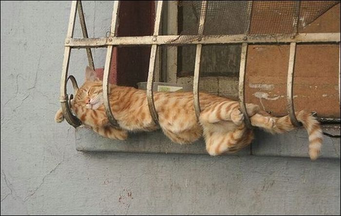 100 Cat Photos (135 pics)