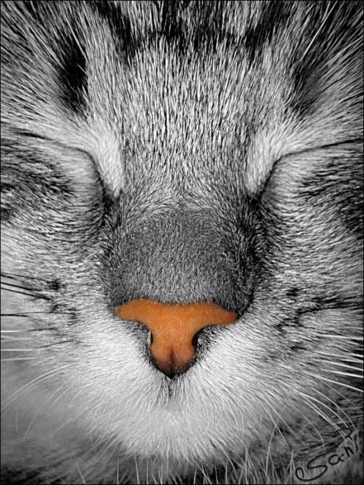 100 Cat Photos (135 pics)