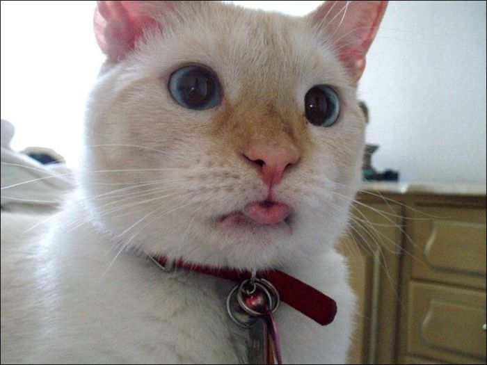 100 Cat Photos (135 pics)
