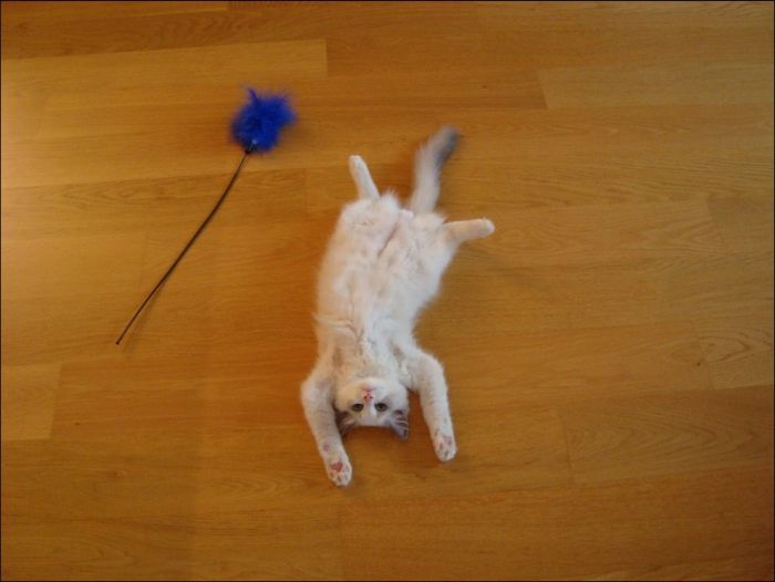 100 Cat Photos (135 pics)