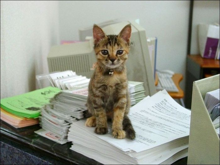 100 Cat Photos (135 pics)
