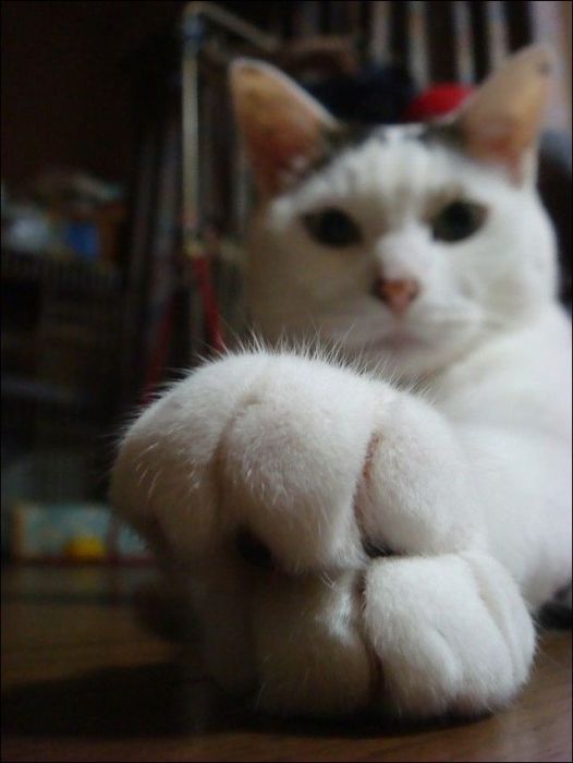 100 Cat Photos (135 pics)