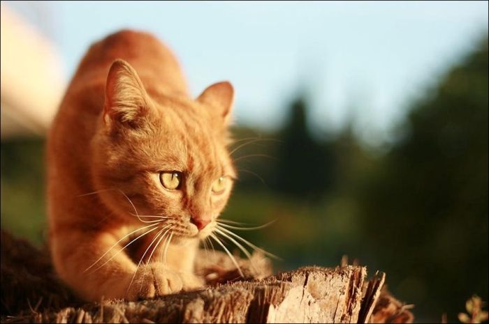 100 Cat Photos (135 pics)