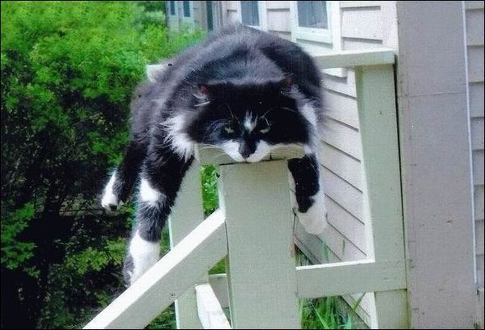 100 Cat Photos (135 pics)