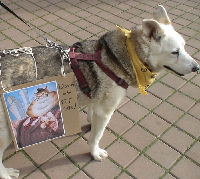 The 40 Best Protest Signs Of 2011 (40 pics)