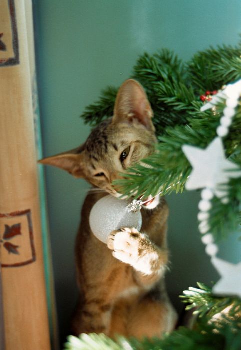 Cats Hate Christmas (20 pics)
