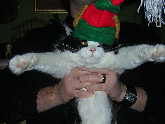 Cats Hate Christmas (20 pics)
