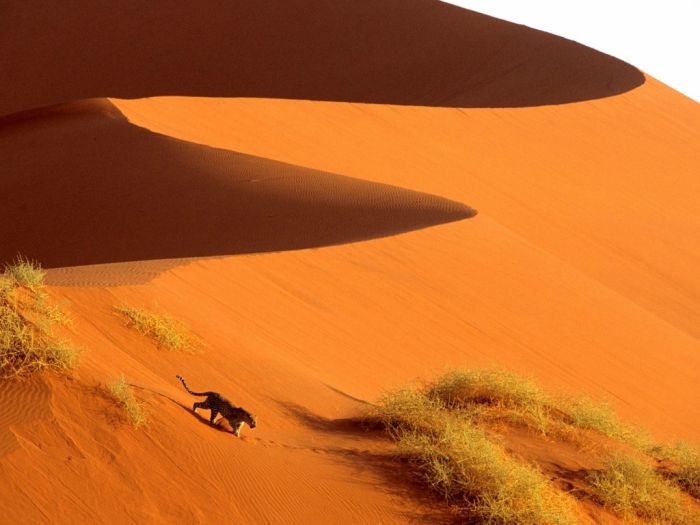 Beautiful Dunes (34 pics)