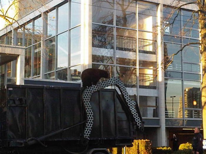 18 Month Old Bear Cub Captured In Down Town Vancouver (14 pics + video)