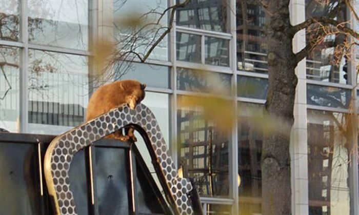 18 Month Old Bear Cub Captured In Down Town Vancouver (14 pics + video)