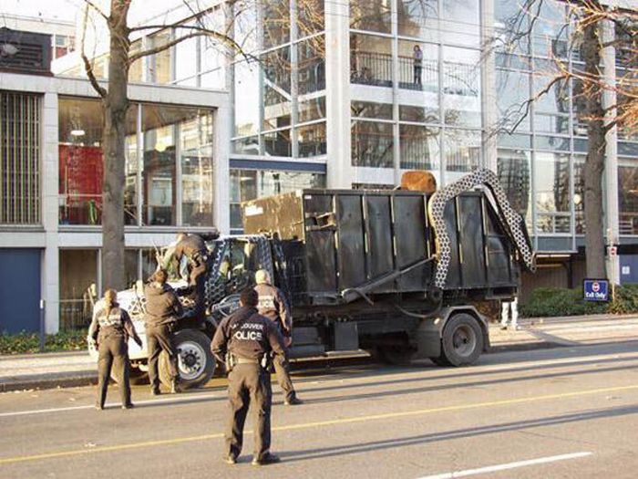 18 Month Old Bear Cub Captured In Down Town Vancouver (14 pics + video)