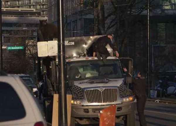 18 Month Old Bear Cub Captured In Down Town Vancouver (14 pics + video)