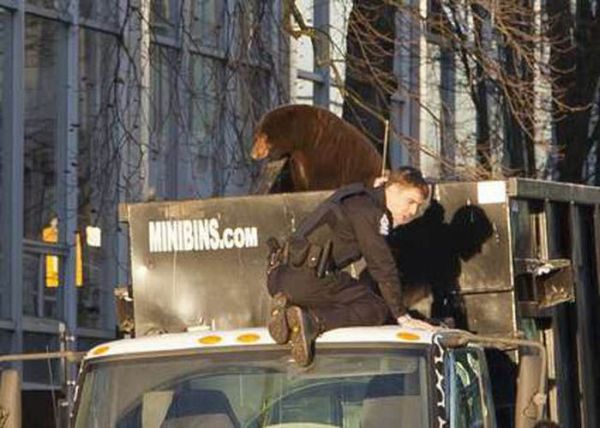 18 Month Old Bear Cub Captured In Down Town Vancouver (14 pics + video)