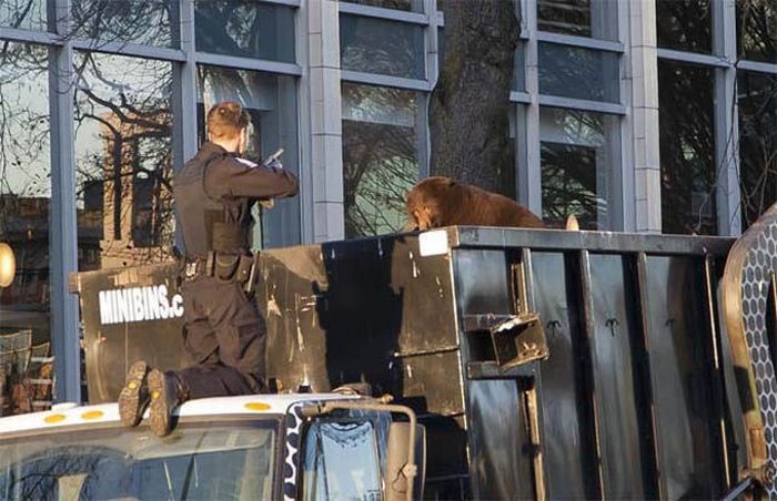 18 Month Old Bear Cub Captured In Down Town Vancouver (14 pics + video)