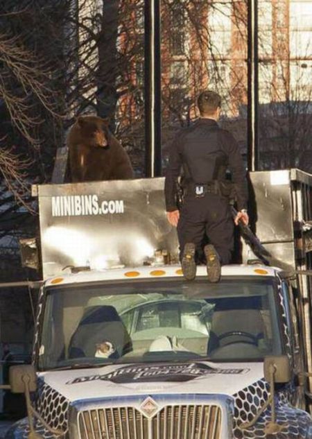 18 Month Old Bear Cub Captured In Down Town Vancouver (14 pics + video)