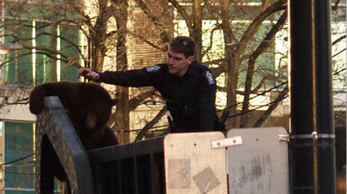 18 Month Old Bear Cub Captured In Down Town Vancouver (14 pics + video)