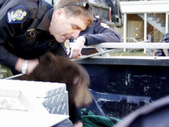 18 Month Old Bear Cub Captured In Down Town Vancouver (14 pics + video)