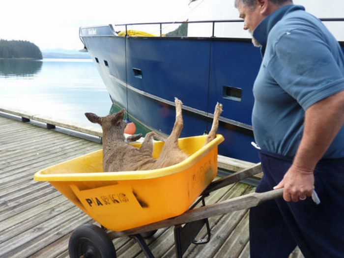 Four Deer Saved from Alaskan Sea Passage (4 pics)
