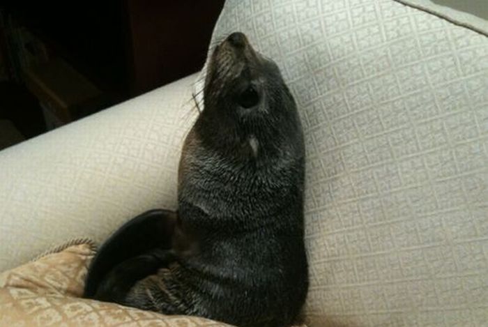 Baby Seal Occupies a House (7 pics)