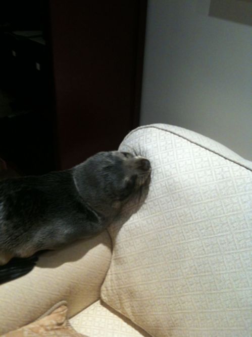 Baby Seal Occupies a House (7 pics)
