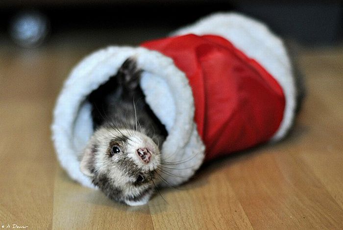 Cute Animals Dressed For Christmas (30 pics)