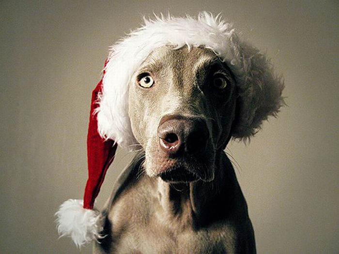 Cute Animals Dressed For Christmas (30 pics)