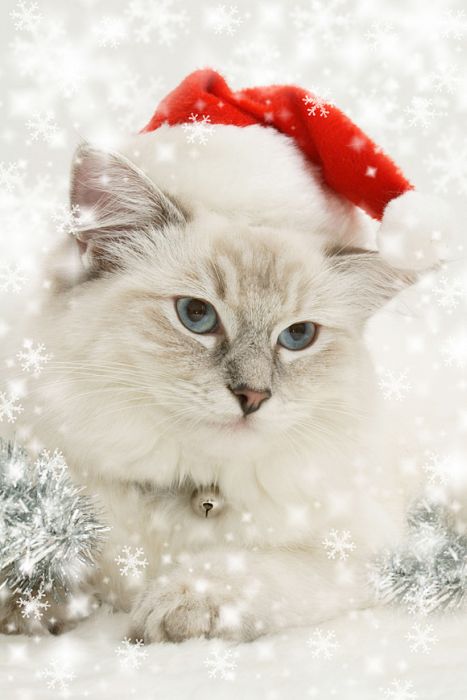 Cute Animals Dressed For Christmas (30 pics)