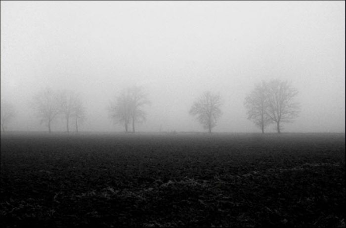 Fog (101 pics)