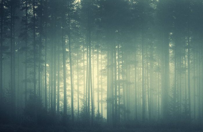 Fog (101 pics)