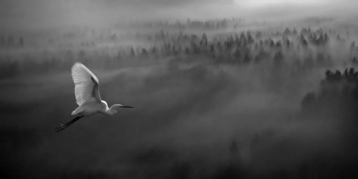 Fog (101 pics)