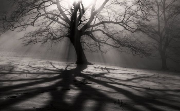 Fog (101 pics)