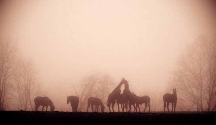 Fog (101 pics)