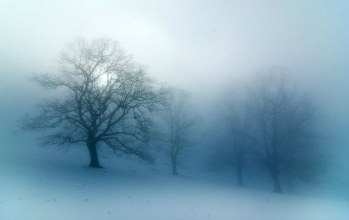 Fog (101 pics)