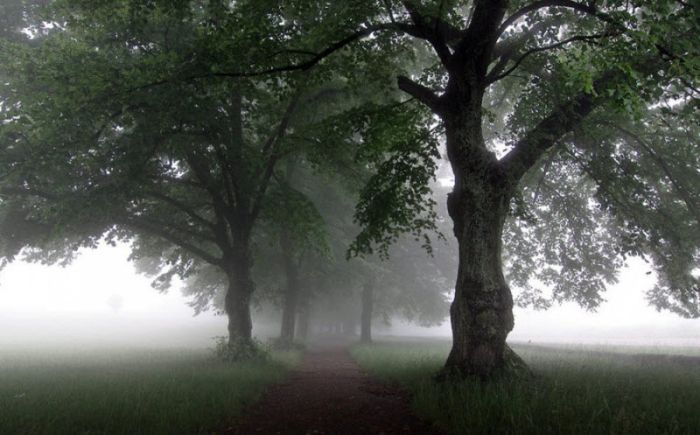 Fog (101 pics)