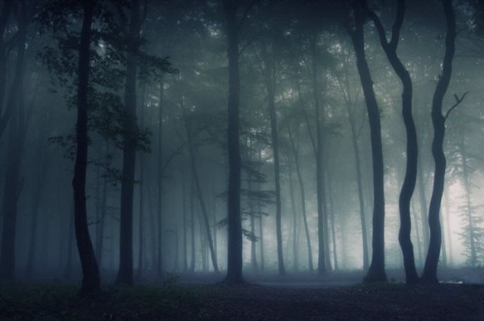 Fog (101 pics)