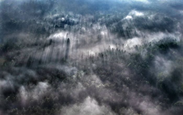 Fog (101 pics)