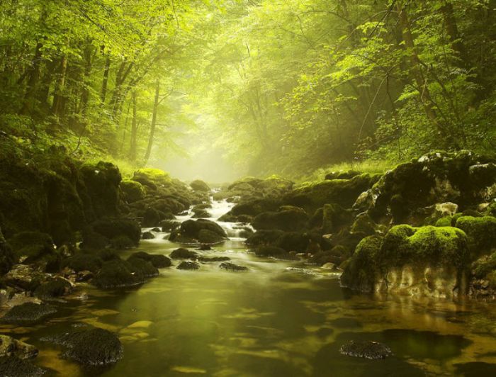 Fog (101 pics)